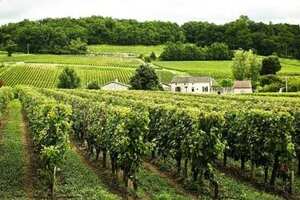 关于法国红酒文化