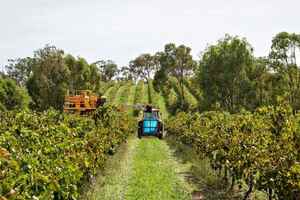澳洲葡萄酒产区——希托普斯