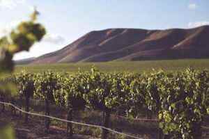 酿酒葡萄产区土壤里的秘密你知道吗？