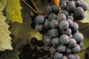 酒窖葡萄酒「葡萄酒的窖藏」