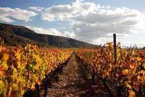 智利葡萄酒产区-酿酒师的天堂！