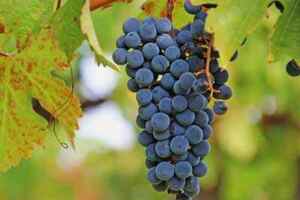 五种常见的红葡萄酒品种【赤霞珠/梅洛/西拉/黑皮诺/品丽珠】