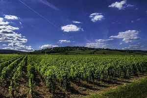 世界屋脊上的葡萄酒产区-瑞士
