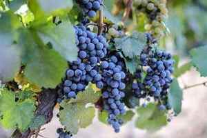 波尔多混酿红葡萄品种有那些特点
