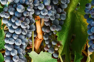 「品种全析」世界各地的赤霞珠葡萄酒都啥味儿？