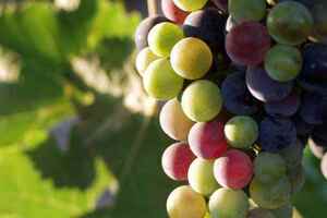 西斯寇特——澳洲葡萄酒产区