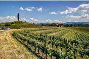 意大利白葡萄酒产区-弗留利（Friuli）