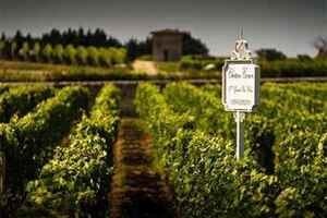 法国勃艮第和波尔多区别，两大经典产区主要葡萄品种不同