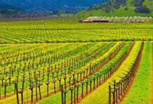 加州葡萄酒产区（加州葡萄酒产区地图）