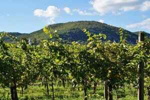 品味澳洲亚拉谷葡萄酒产区