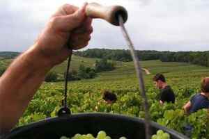 旧世界产区中，土壤如何影响葡萄酒的口感
