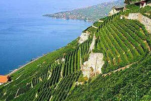 知名葡萄酒产地，勃艮第葡萄酒的分级制度！