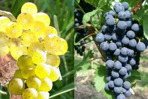 霞多丽VS赤霞珠：解析世界上最流行的白葡萄酒和红葡萄酒！