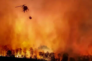 加州遭受大火，当地葡萄园受到破坏