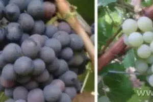 法国更新法定葡萄品种目录人工培育&国外品种在列