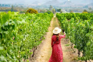 泰国葡萄酒产区及葡萄酒地图（新疆石河子葡萄酒产区的葡萄酒品牌）