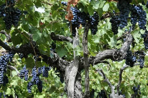 探访澳大利亚老藤西拉葡萄园酿制的葡萄酒！