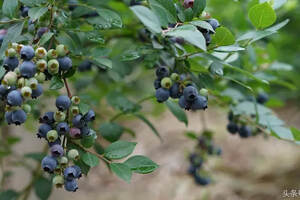 贵州麻江蓝莓的现状与发展前景