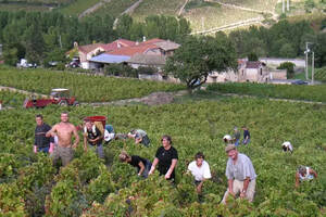 法国葡萄酒文化（法国葡萄酒文化及其对中国的影响）