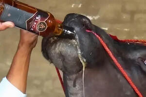 印度最大的一头公牛，每天要喝一瓶印度威士忌？