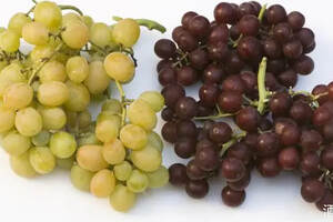葡萄酒知识：Muscat,Muscadelle和Muscadet的不同