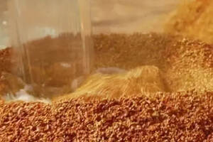 酿造酱香酒时为什么要加稻壳？