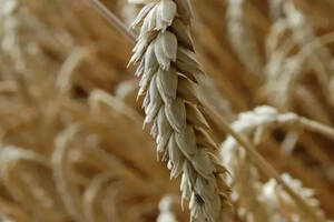 河南：小麦的国度（河南小麦换房）