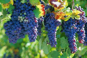 光照对奔富海兰酒庄葡萄果实生长的影响