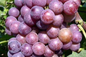 「法庄」酿造葡萄酒的五大葡萄品种