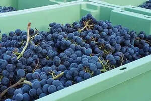 供大于求，波尔多要减少10%的葡萄园