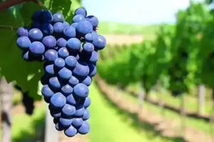 葡萄酒用的是什么葡萄品种