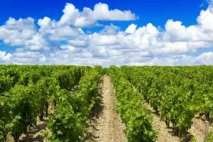 法国波尔多红酒产区的特点