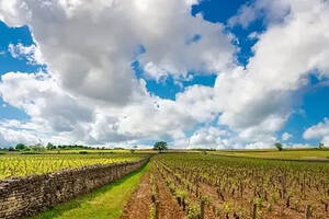 【法庄】勃艮第土壤—矿石系葡萄酒是怎样形成的！