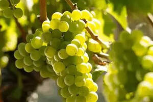 酿造白葡萄酒的常见品种长相思，一种带野性的白葡萄
