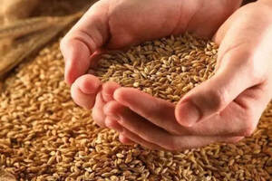 大米、玉米、高粱、小麦酿酒分别有什么特点？