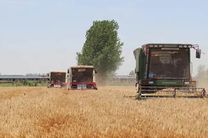 蔡洪坊酿酒专用粮种植基地6000亩小麦今年又是大丰收