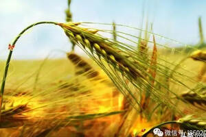 高粱成就中国白酒，那小麦、大麦在酿酒过程中扮演什么角色？