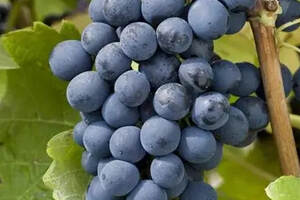 西拉葡萄酒来自哪个产区