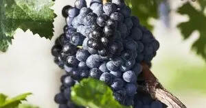 赤霞珠是世界上最受欢迎的红葡萄品种之一