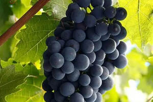 为什么说喝葡萄酒比吃葡萄更保健和养生？