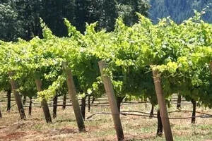 葡萄酒那些事连载二：葡萄的种植和酿造