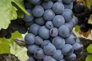 南罗纳河谷缤纷多彩的葡萄品种
