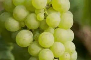 白葡萄品种之王—霞多丽