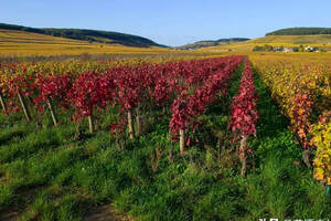 非主流与主流的N种勃艮第酿酒葡萄品种