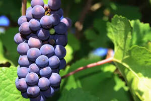 葡萄是葡萄酒的灵魂，介绍几款常见葡萄酒的风味、风格及配餐建议！