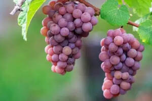 酿酒葡萄品种知识综述（1）