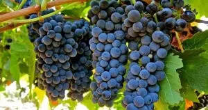 西拉是澳大利亚的“国宝”葡萄品种