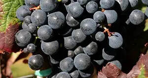 里奥哈(Rioja)主要的红葡萄品种解读
