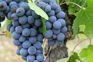 智利国宝级葡萄品种-卡曼纳