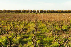 黑曼罗：让葡萄农最省心的葡萄品种，守护普利亚一方风土